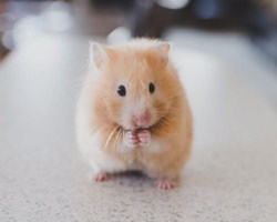 かわいいハムスター